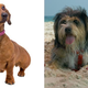 Illustration for article titled Cats vs. Dogs: The Top Seeds Have Left The Building